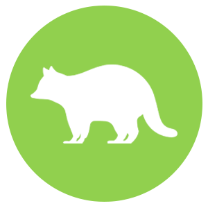 Racoon Icon
